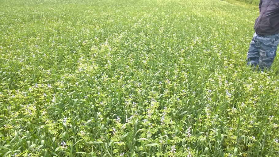 Сидерат Люпин узколистный