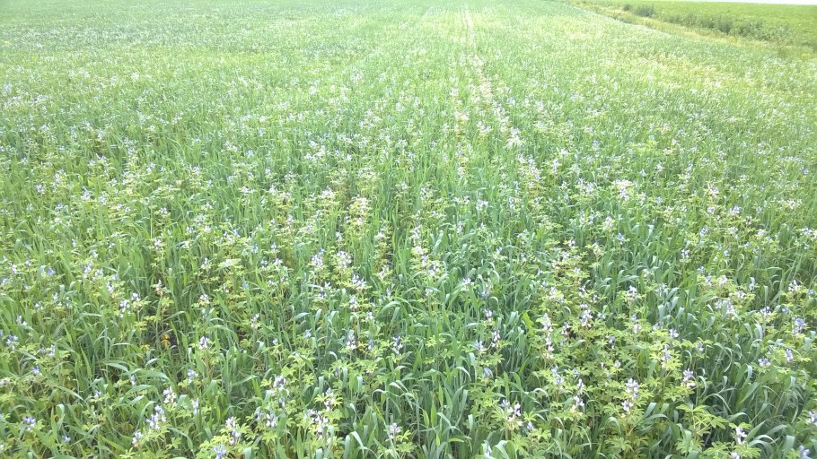 Люпин однолетний узколистный