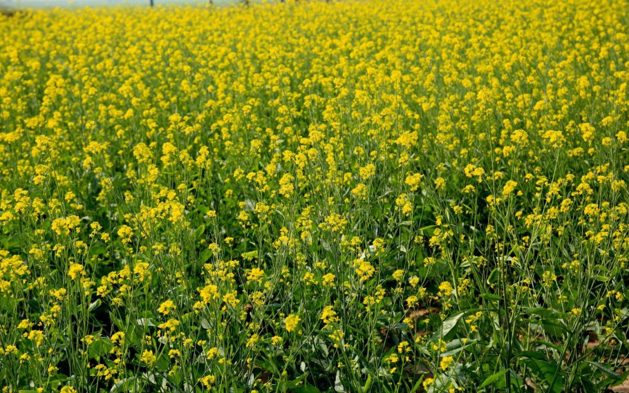 Трава Вико-овсяная