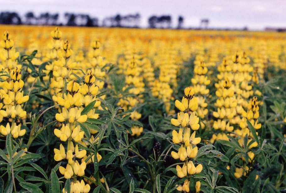 Сидераты горчица белая Радуга