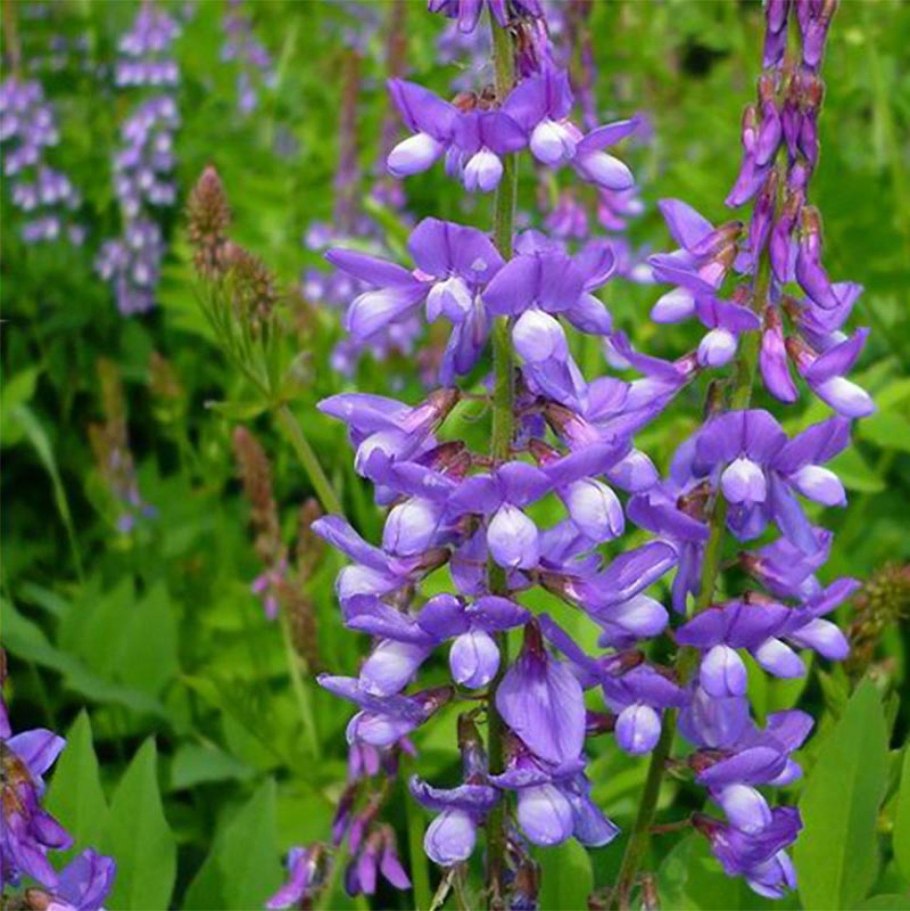 Фацелия пижмолистная