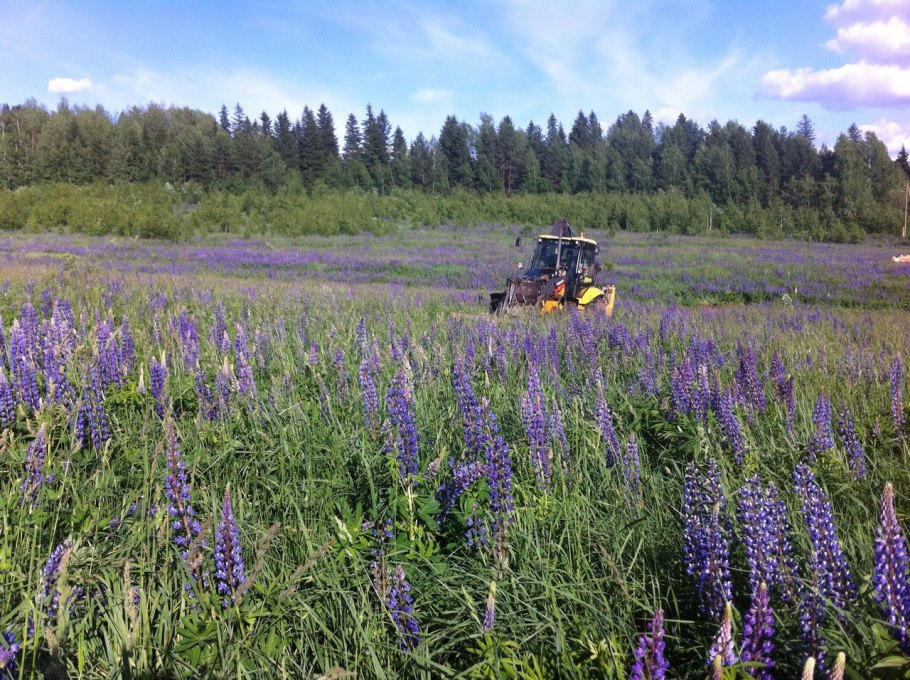 Растение медонос эспарцет