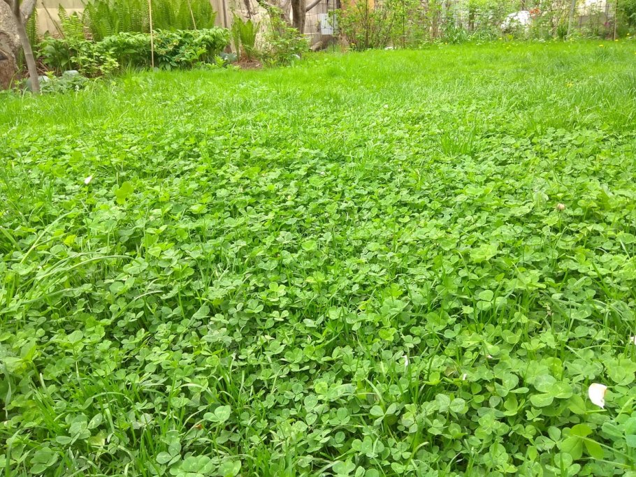 Горох Вика Люпин донник люцерна