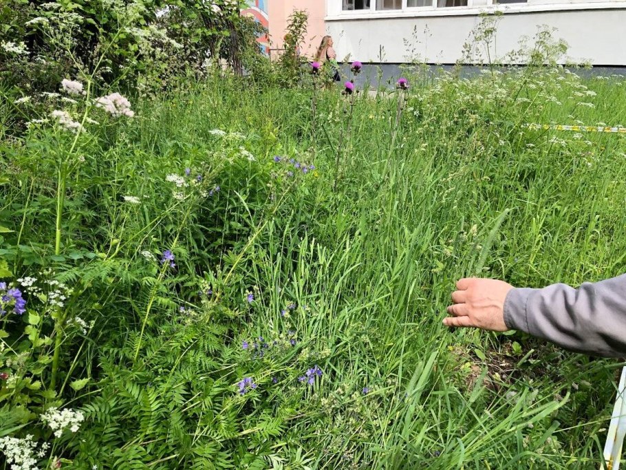 Сидераты донник фацелия люцерна