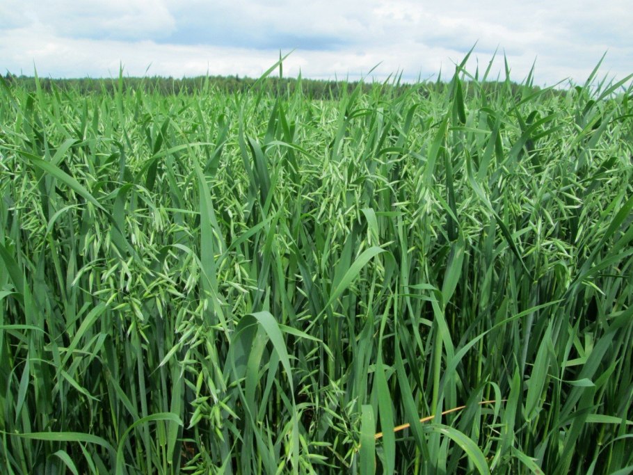 Горчица белая фото растения крупным планом