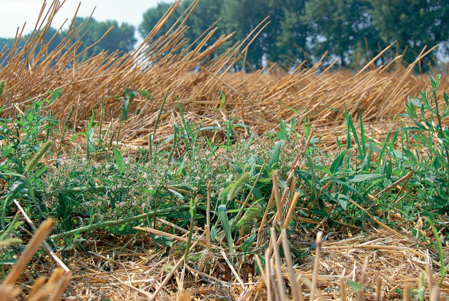 Фацелия пижмолистная