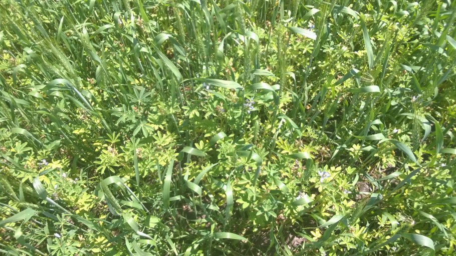 Эспарцет фантазия