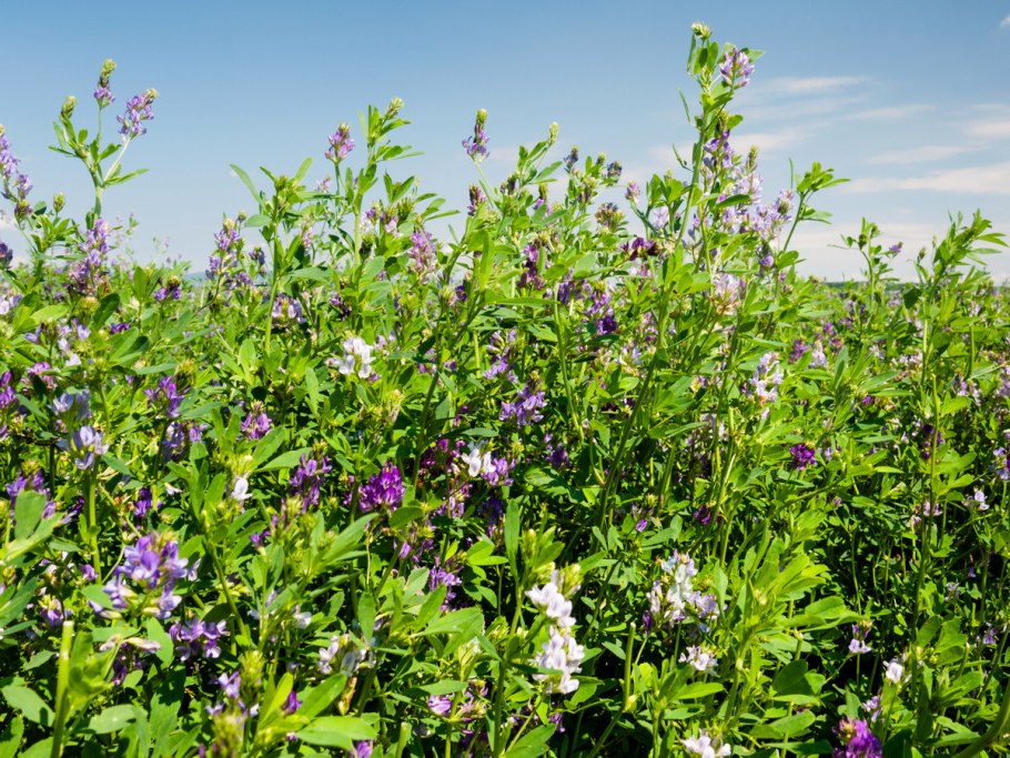 Сидерат Люпин узколистный