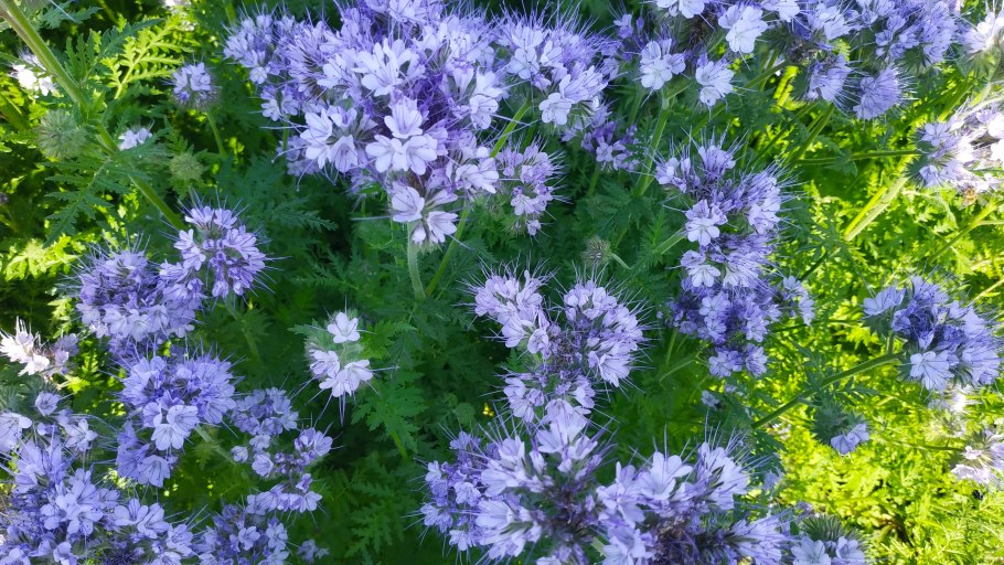 Пижмолистная фацелия пижмолистная