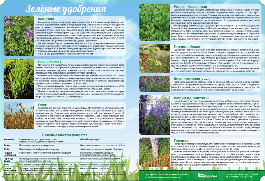 Люпин сидерат