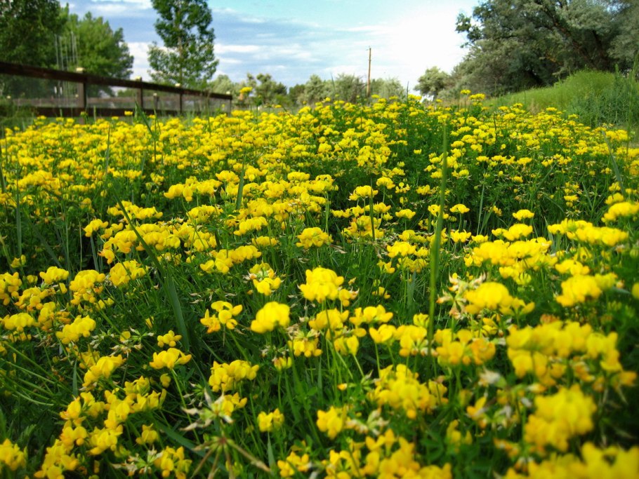 Сидерат цветы желтые