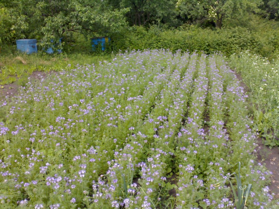 Всходы хвоща