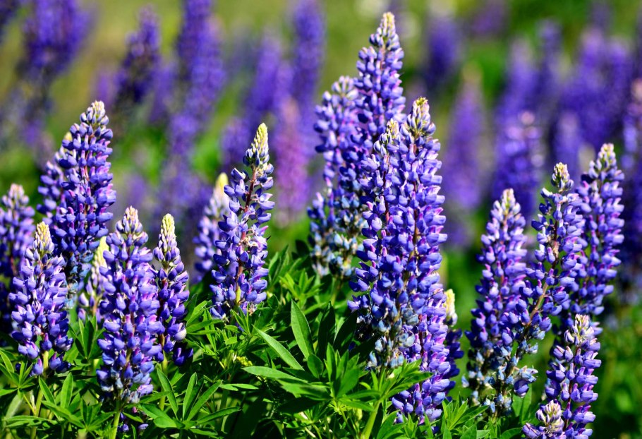 Рожь озимая сидерат