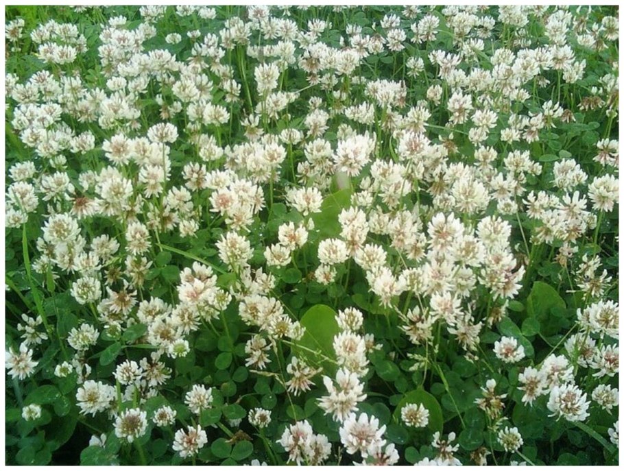 Горох Вика Люпин донник люцерна