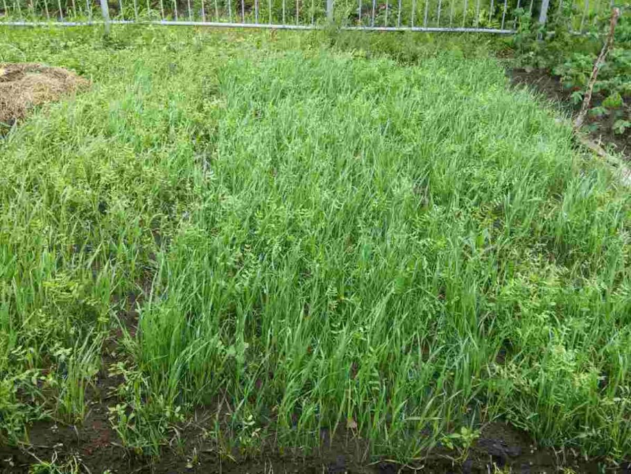 Горчица посевная сидерат