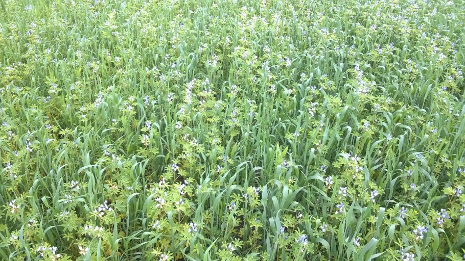 Поле люцерна сидерат