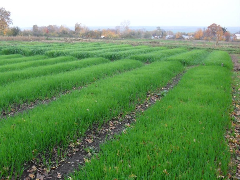 Люпин однолетний Белозерный