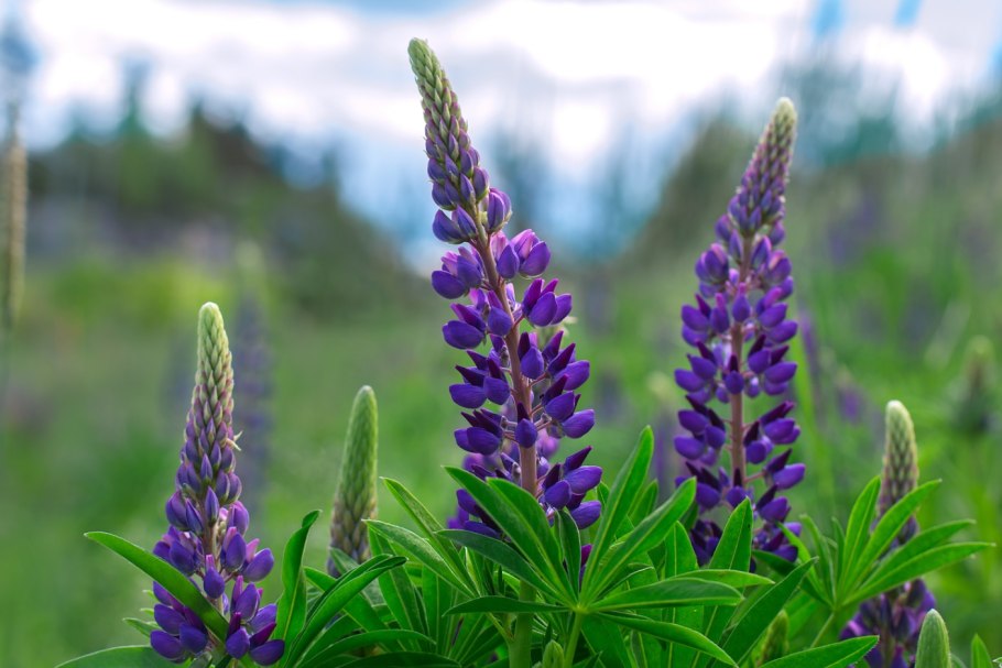 Lupinus angustifolius