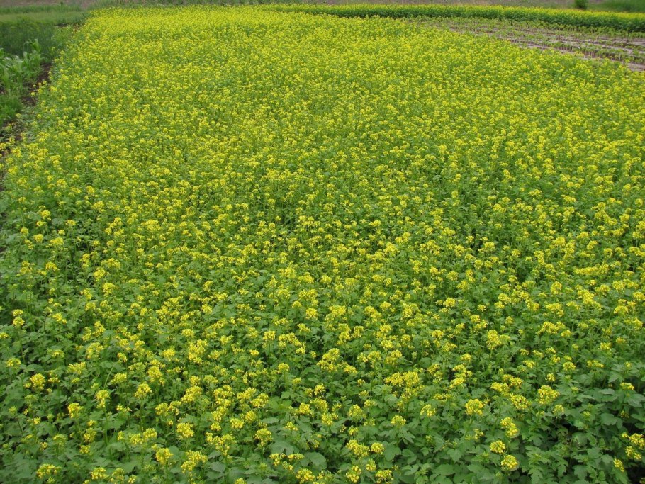 Рожь озимая сидерат