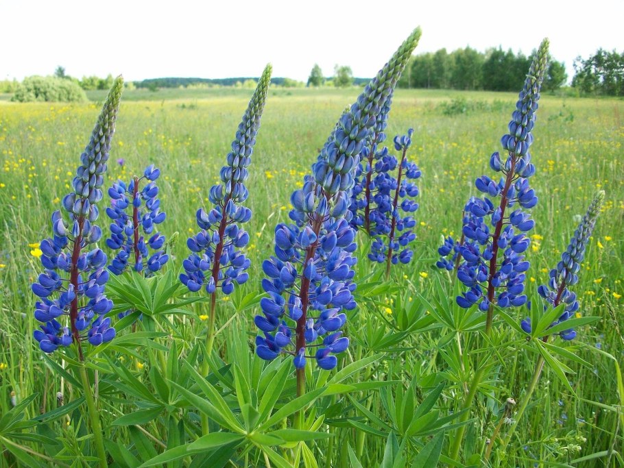 Лучшие сидераты для культур