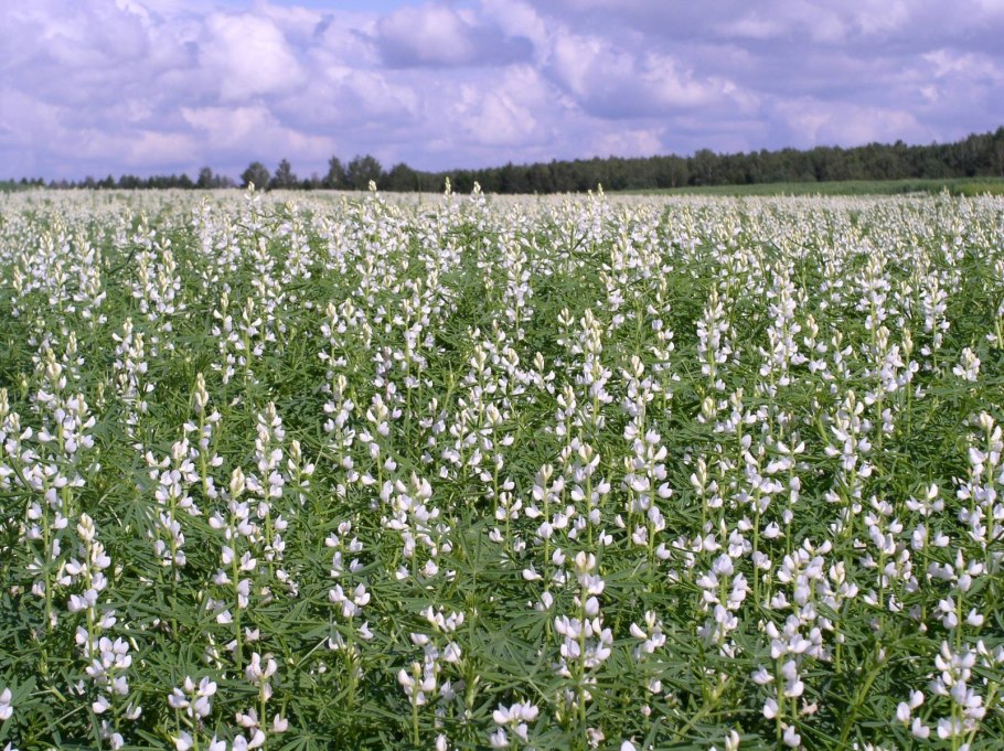 Эспарцет песчаный 1251