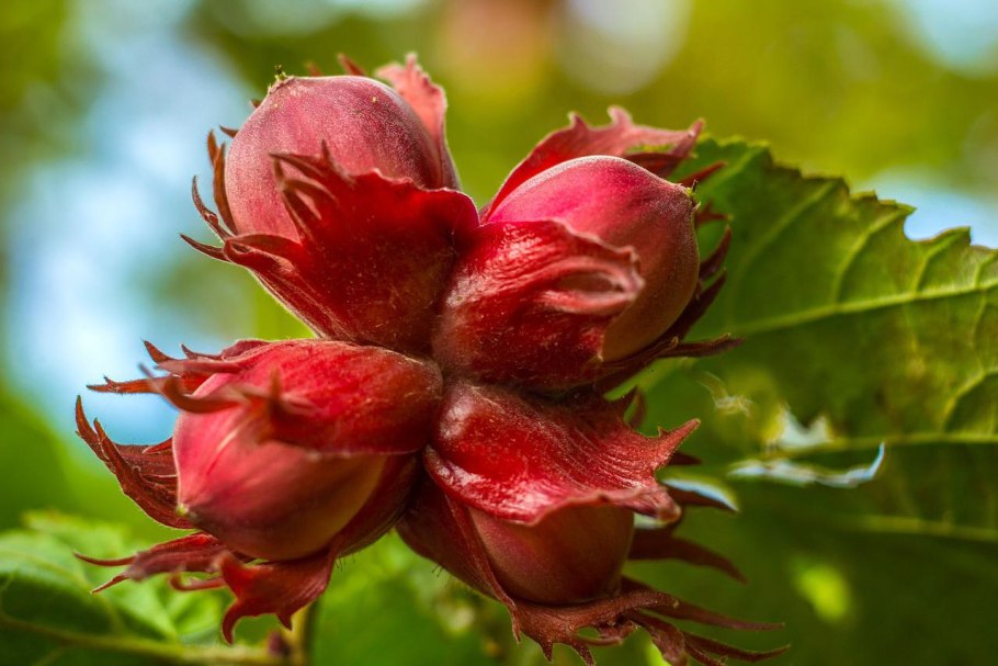 Фундук лещина краснолистная