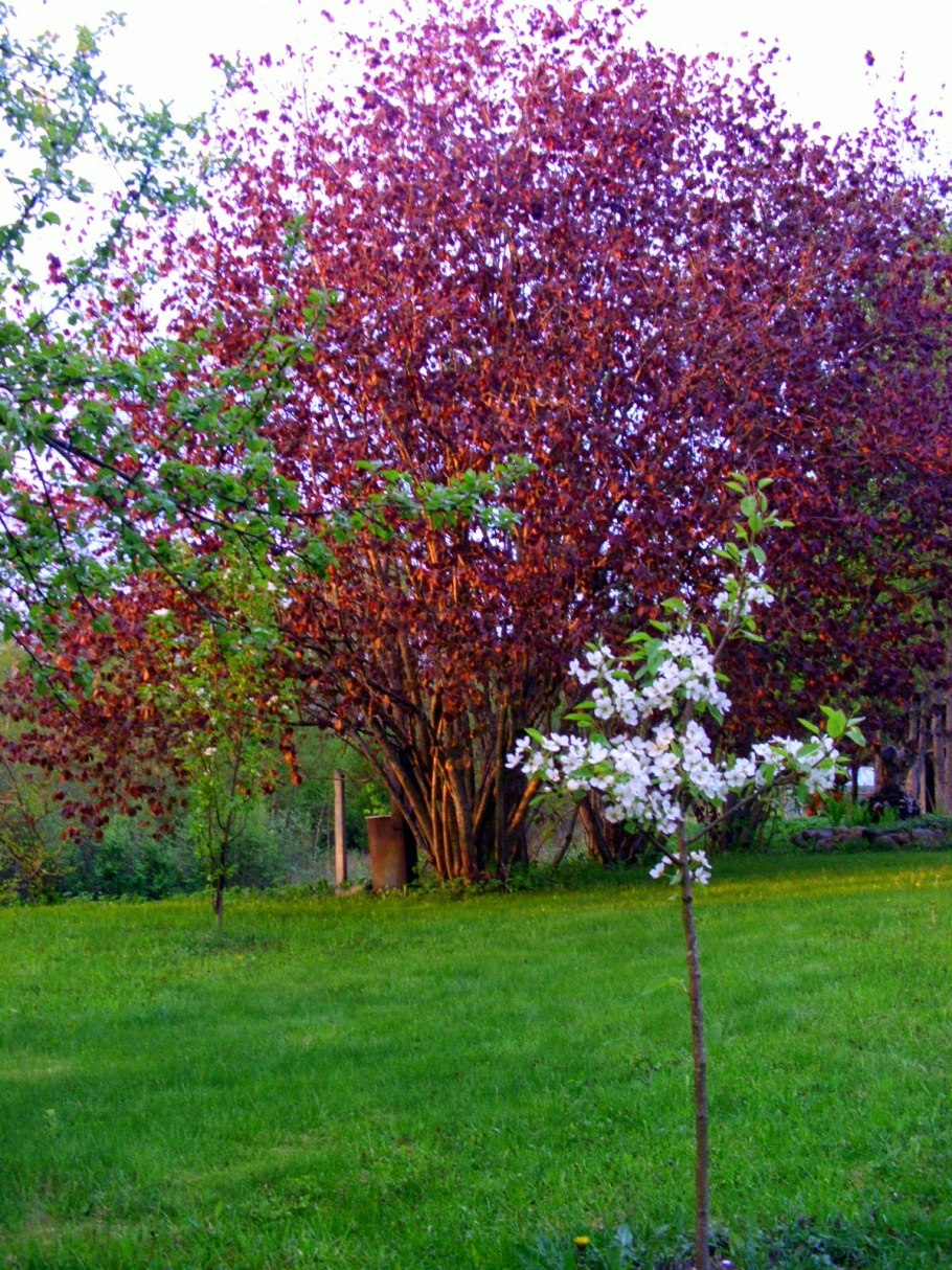 Лещина обыкновенная краснолистная