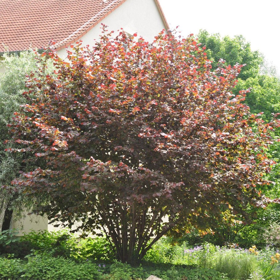 Лещина краснолистная