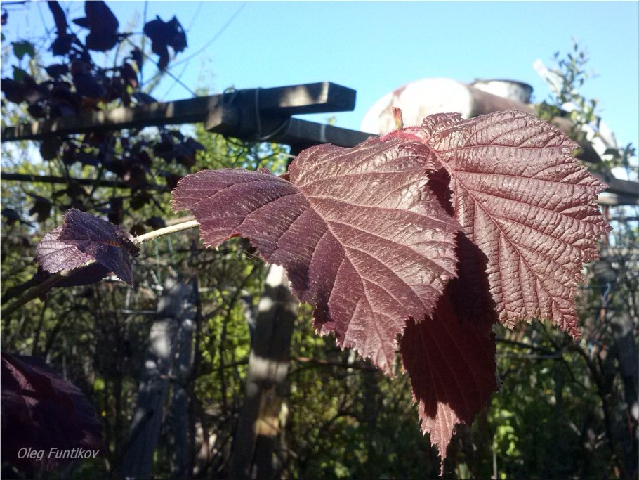 Лещина краснолистная