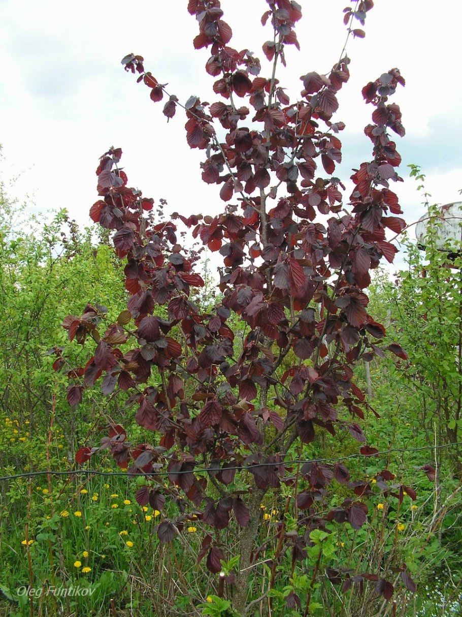 Лещина обыкновенная краснолистная