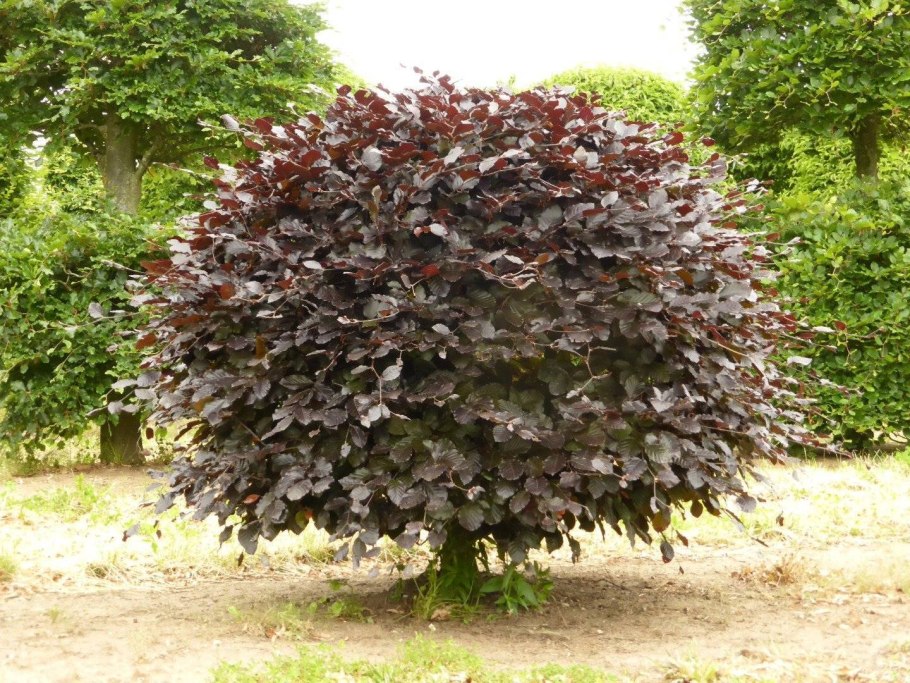 Лещина обыкновенная сирена