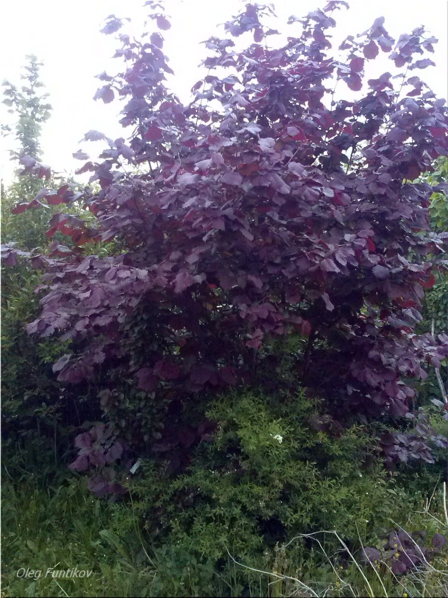 Лещина обыкновенная Фускорубра