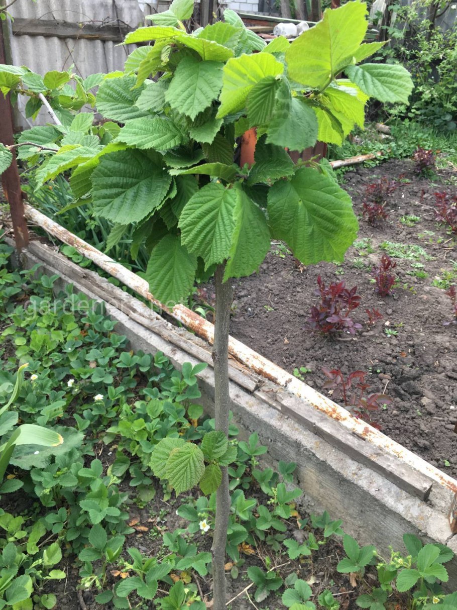 Лещина обыкновенная (Corylus avellana)