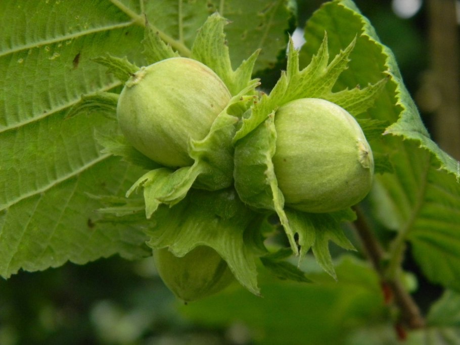 Слива цистена краснолистная