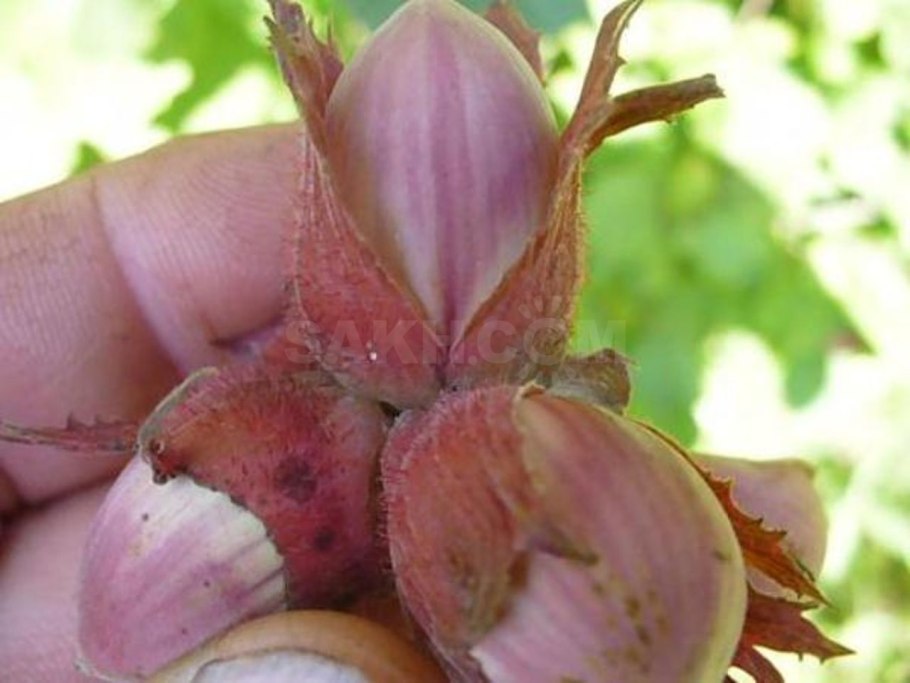 Лещина Пурпурея растения