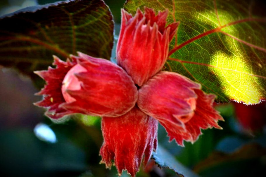 Гороскоп друидов орешник