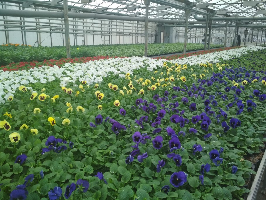 Цветочные культуры