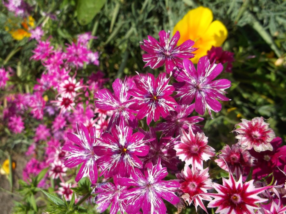 Дикие бархатцы