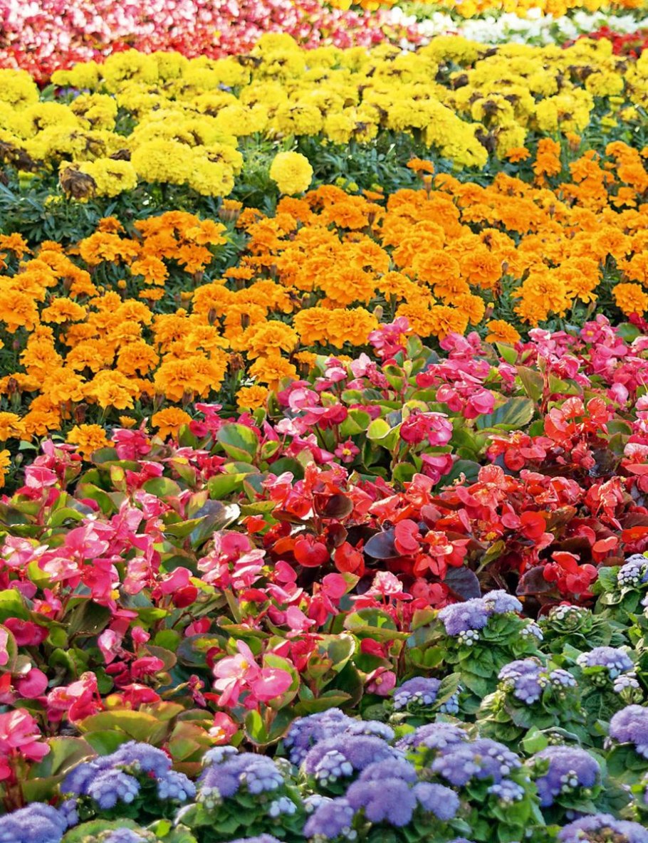 Раноцветущие однолетники