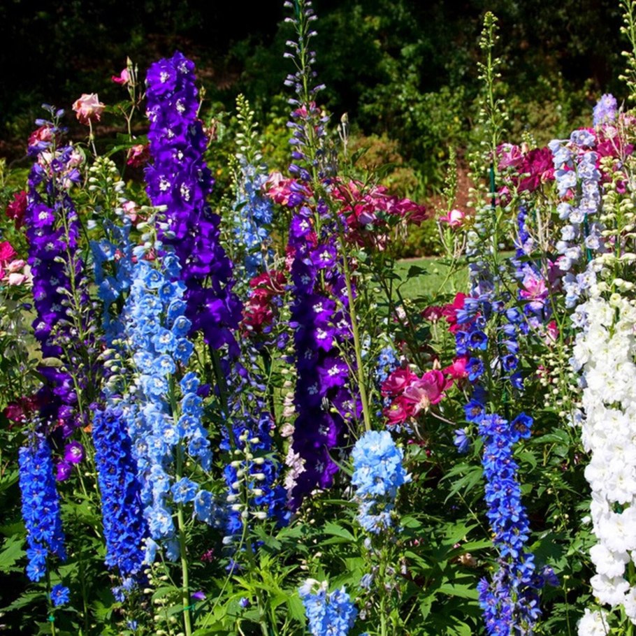 Огненная Сальвия цветы