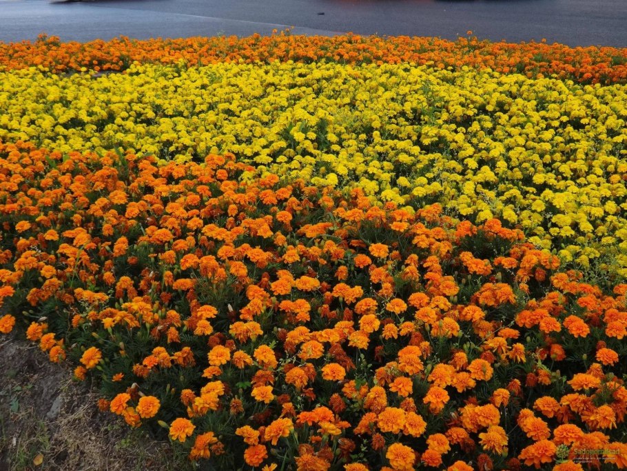 Новые сорта однолетники цветов для сада 2021 Челябинской селекции