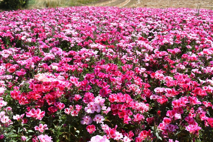 Гайлардия грандифлора