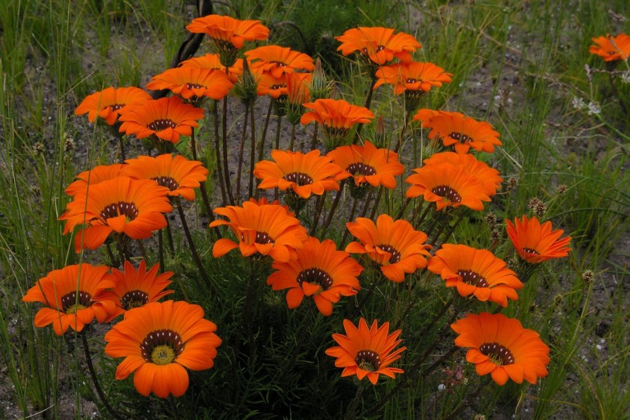 Анютины глазки и петунии на клумбе