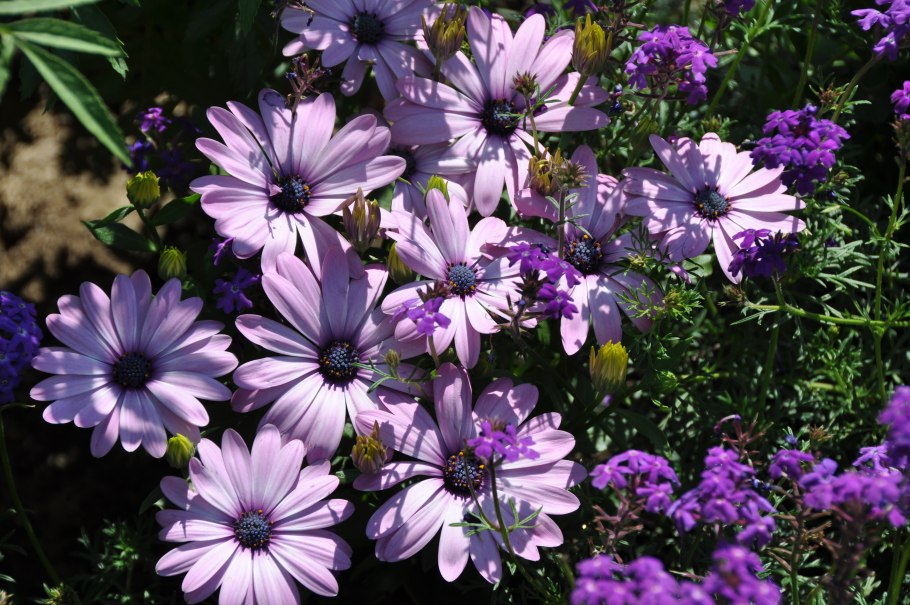 Газон Солнечная Долина