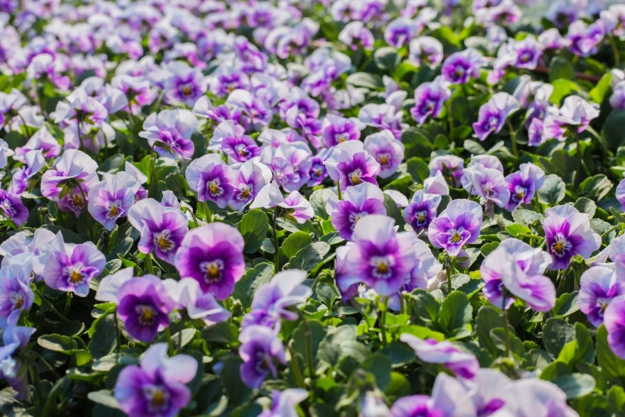 Агератум сокровища ацтеков