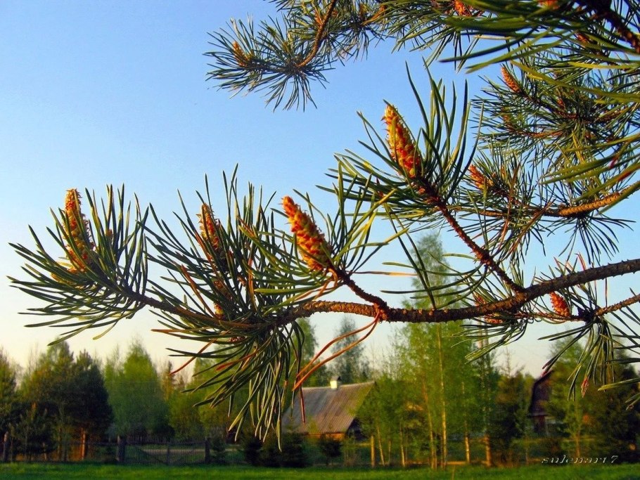 Сосна Жерарда зимостойкость