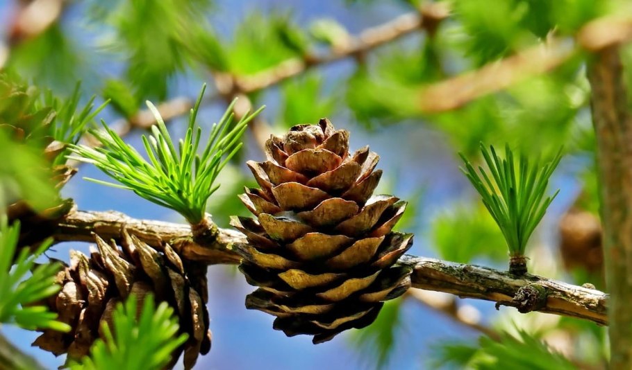Сосна обыкновенная Весна