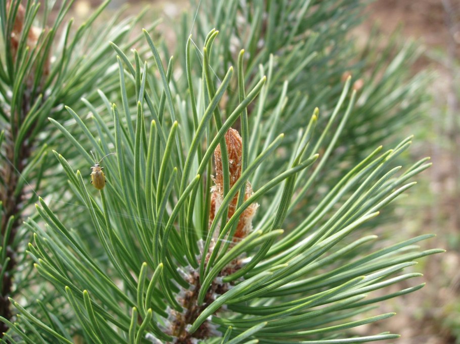 Pinus Sylvestris почки
