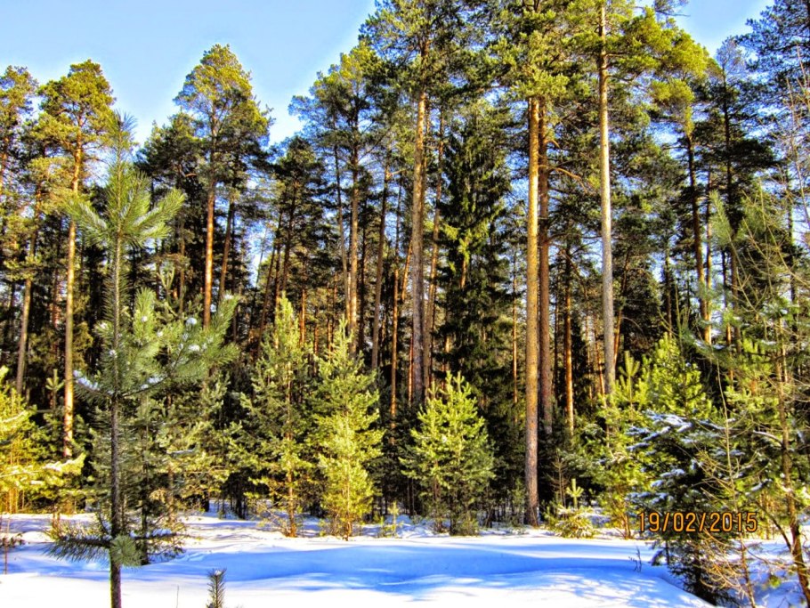 Сосна зимой