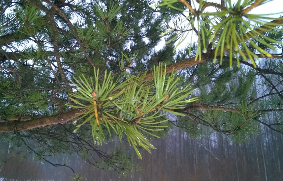 Весна сосны